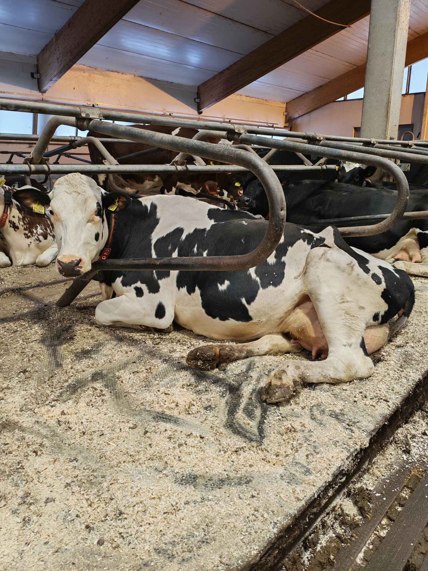 Mustavalkoinen holstein-lehmä makaa sahanpurupedillä navetassa, jota ympäröivät metallitangot ja lähellä lepäävät muut lehmät.
