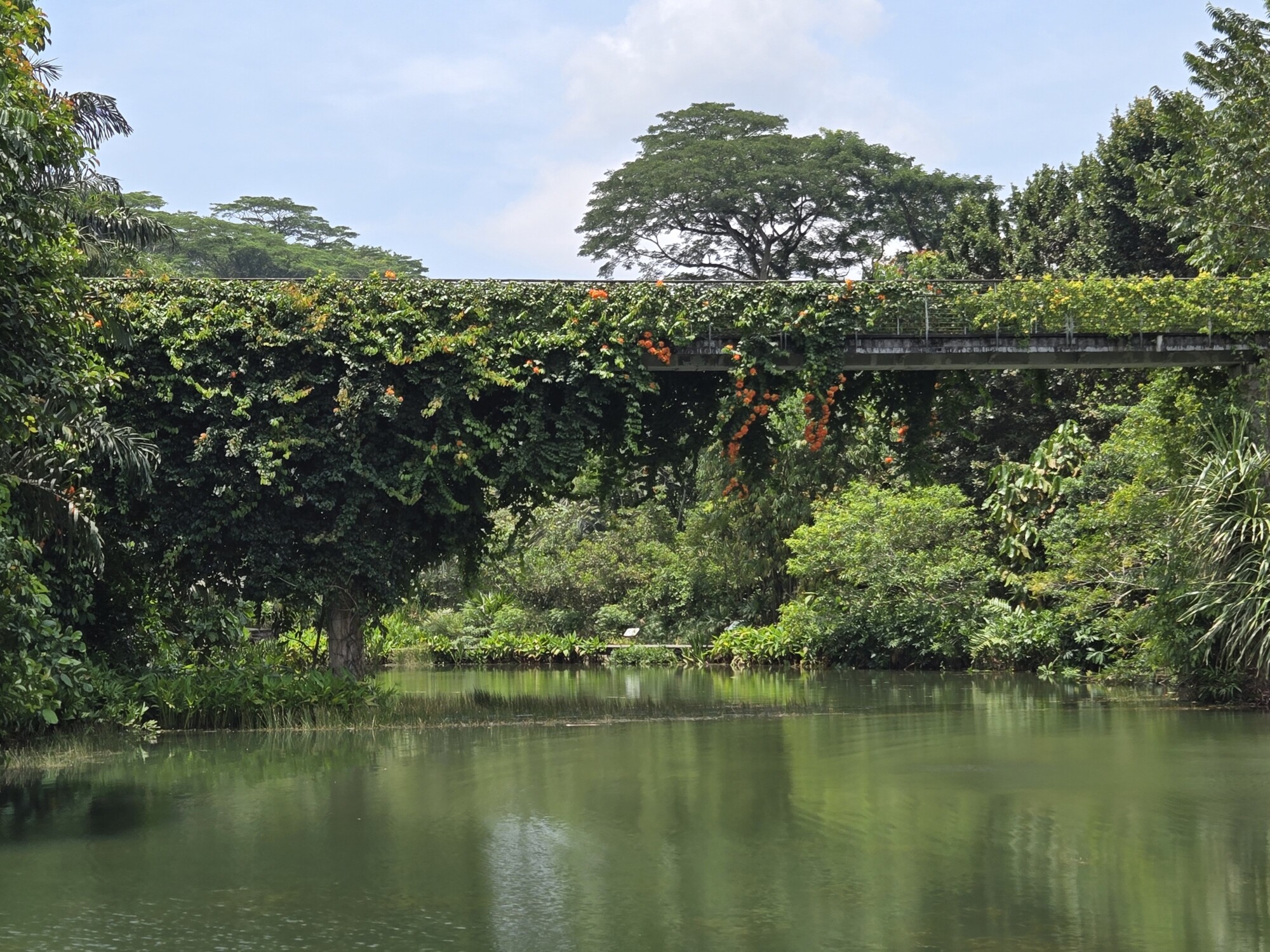 Tiheiden köynnösten ja oranssien kukkien peittämä vehreä silta ylittää rauhallisen, heijastavan lammen, jota ympäröivät korkeat puut ja trooppiset kasvit osittain pilvisen taivaan alla.