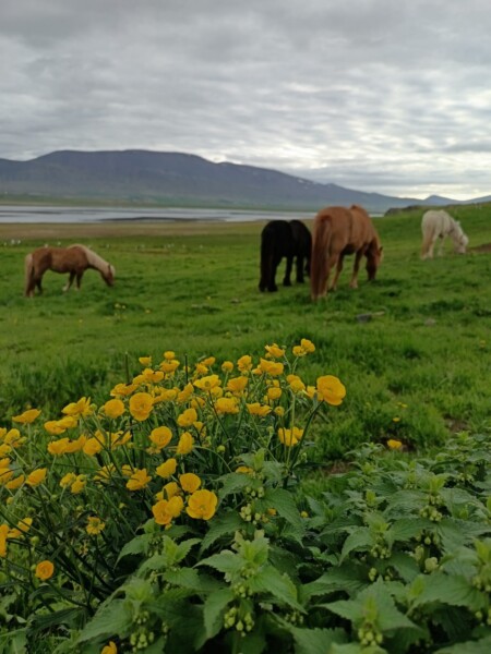 Etualalla keltaisia luonnonkukkia, taustalla neljä hevosta laiduntaa vihreällä ruoholla; kaukana näkyvät vuoret ja pilvinen taivas.