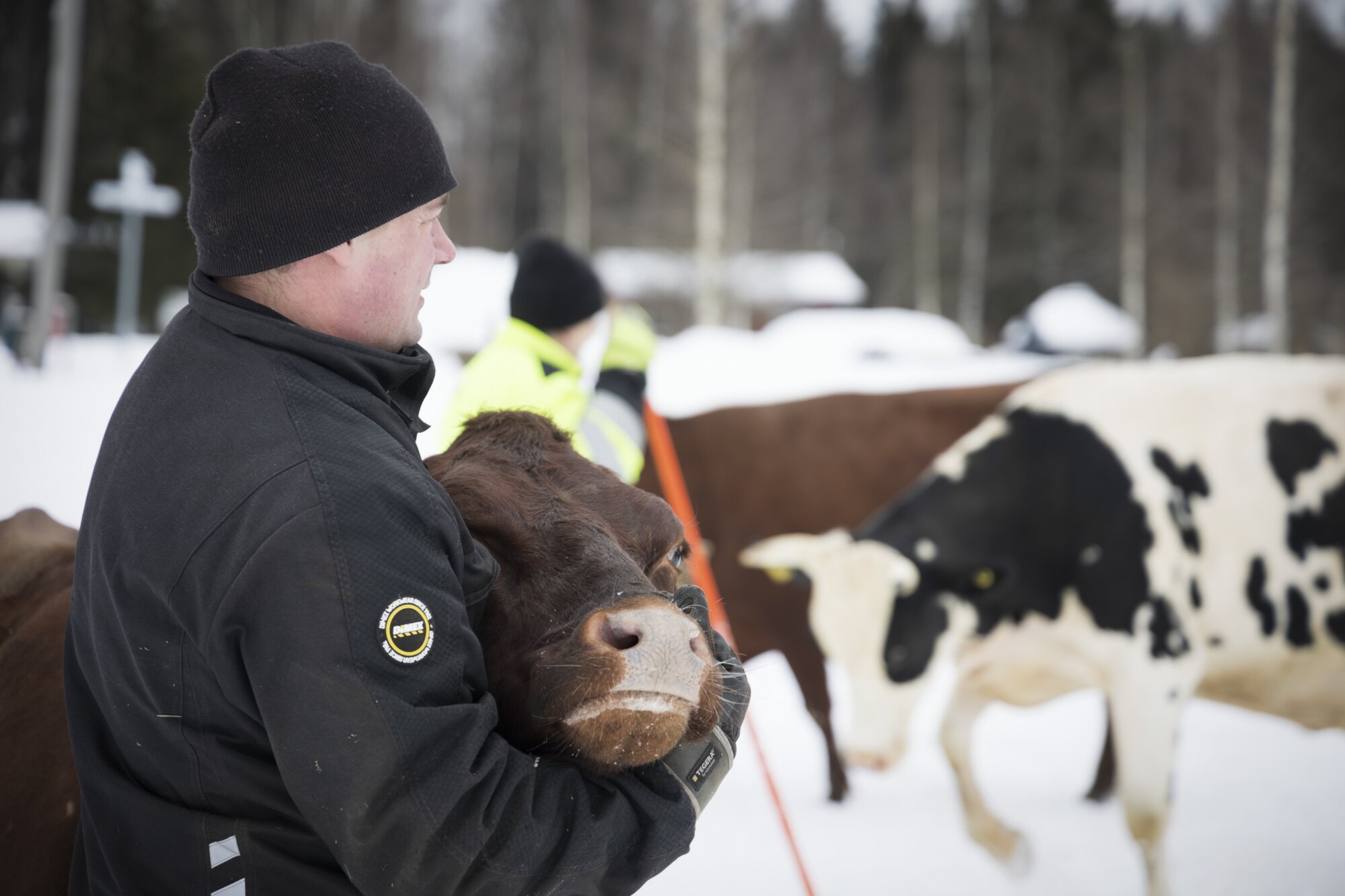 Mustaan takkiin ja hattuun pukeutunut henkilö halaa ruskeaa lehmää lumisessa ulkoilmaympäristössä, ja taustalla näkyy muita lehmiä ja ihmisiä.