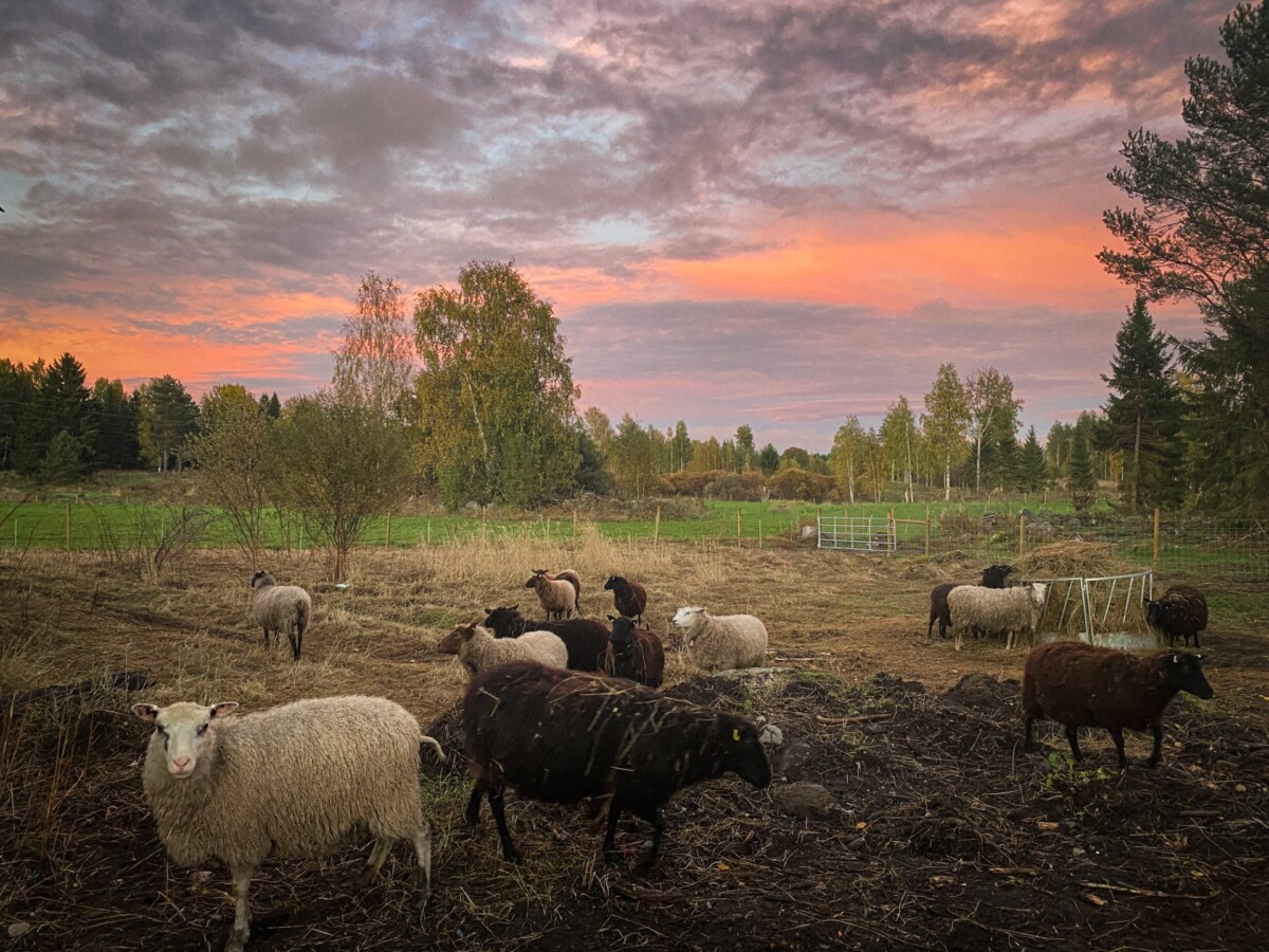 Lammasryhmä laiduntaa aidatulla laitumella iltahämärässä, taustalla vihreitä puita ja peltoja ja yläpuolella oranssin-vaaleanpunainen taivas.