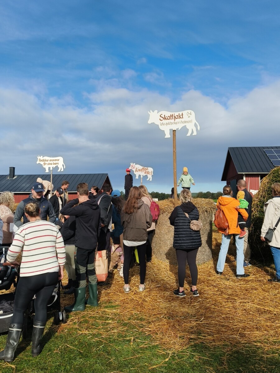 Joukko ihmisiä kokoontuu ulkona aurinkoisena päivänä punaisen maatilan rakennusten läheisyydessä olkipeitteisellä maalla. Jotkut katselevat lehmien muotoisia kylttejä, kun taas toiset puhuvat tai kävelevät ympäriinsä. Lapsi seisoo heinänkorren päällä.