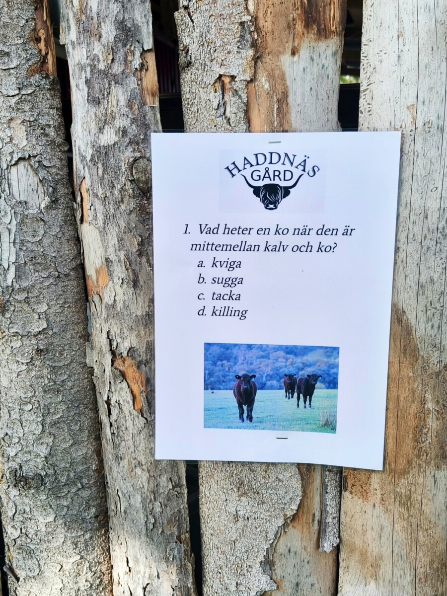 Valkoinen kyltti puunrungossa, jossa lukee Haddnäs Gård. Siinä on ruotsinkielinen tietokilpailukysymys lehmistä ja kuva lehmistä, jotka seisovat nurmikolla. Kysymyksen alla on lueteltu monivalintavastauksia.