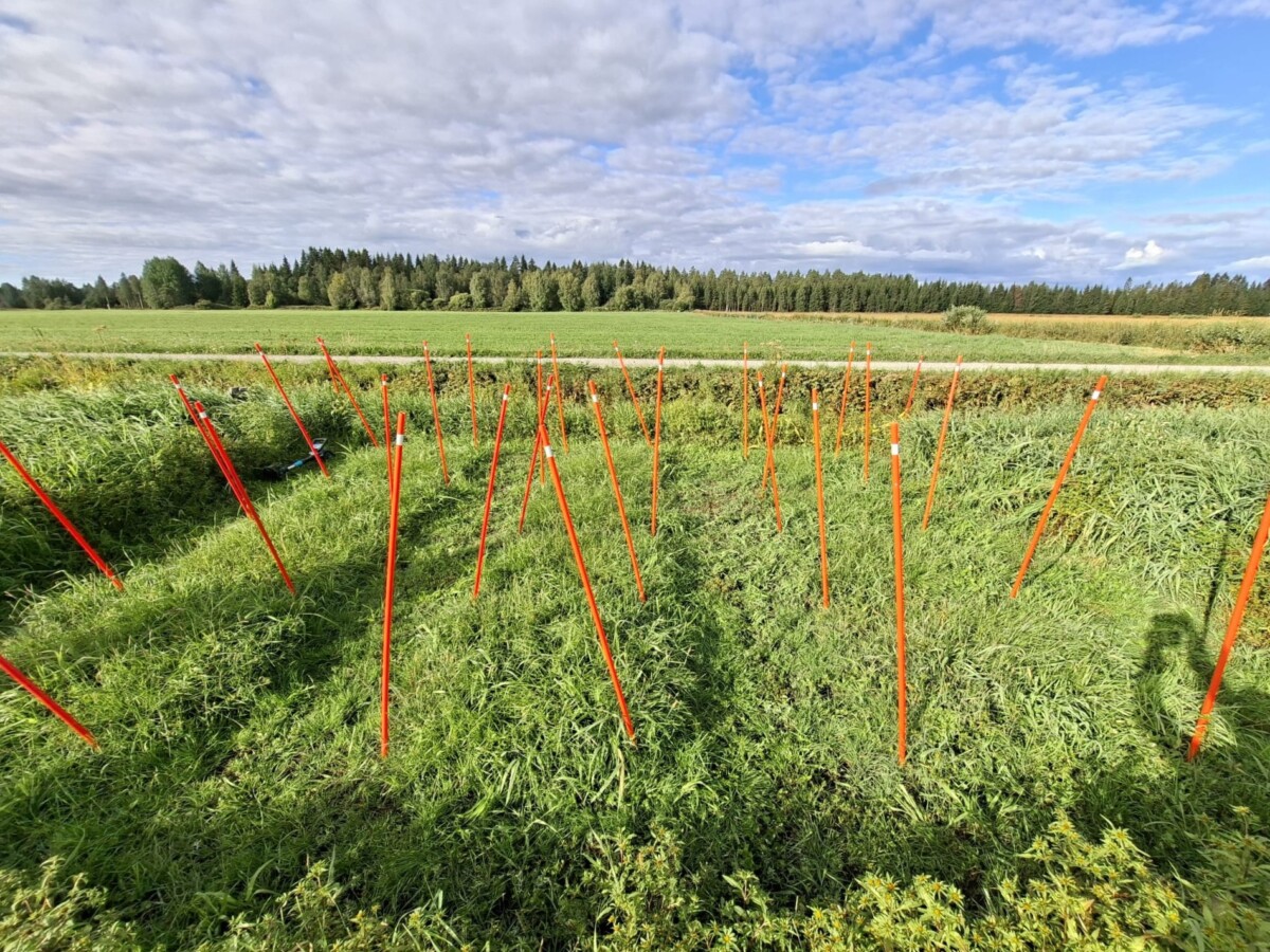 Nurmikenttä, jossa on lukuisia oransseja paaluja, jotka ovat ryhmittyneet rykelmiin. Maata peittää tiheä vihreä kasvillisuus, ja puita on horisontissa osittain pilvisen sinisen taivaan alla. Oikeassa alakulmassa näkyy ihmisen heikko varjo.