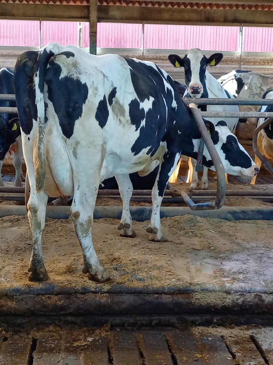 Mustavalkoinen holstein-lehmä seisoo navetassa muiden lehmien kanssa kamerasta poispäin. Navetan lattia on peitetty sahanpurulla, ja lehmät on erotettu toisistaan metallikaiteilla.