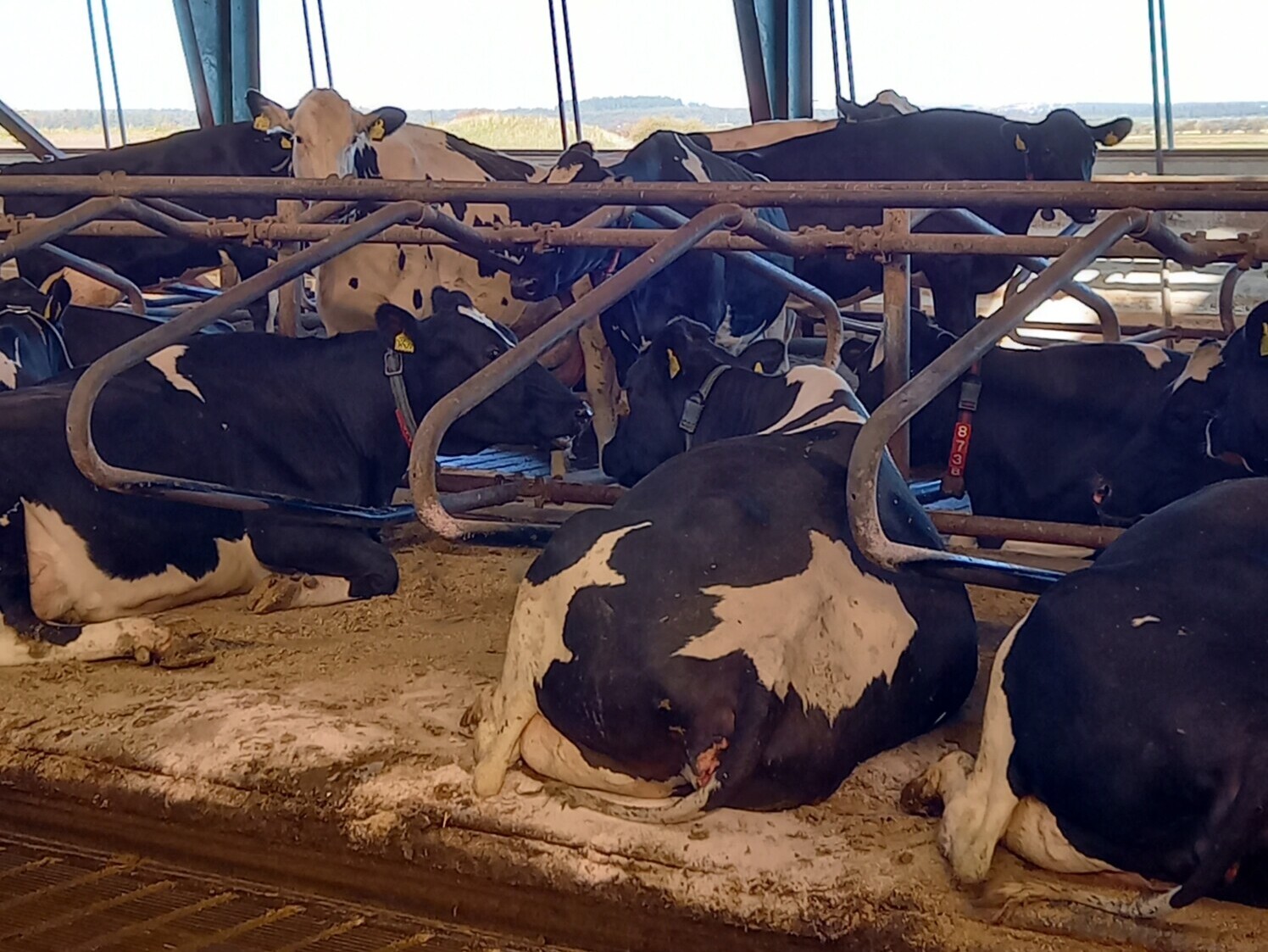 Useat mustavalkoiset lehmät makaavat tilavassa, auringon valaisemassa navetassa, jossa on metallikaiteet ja ritilälattia. Valo virtaa ikkunoista ja yläpuolella olevista kattopaneeleista.