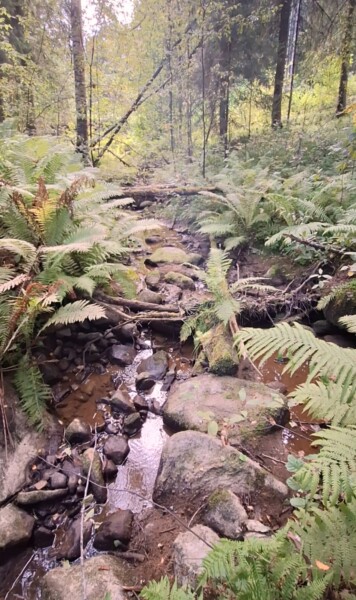 Pieni metsäpuro virtaa kivien yli, vehreiden saniaisten ja tiheiden puiden ympäröimänä. Auringonvalo suodattuu oksien läpi luoden rauhallisen, luonnollisen metsämaiseman.