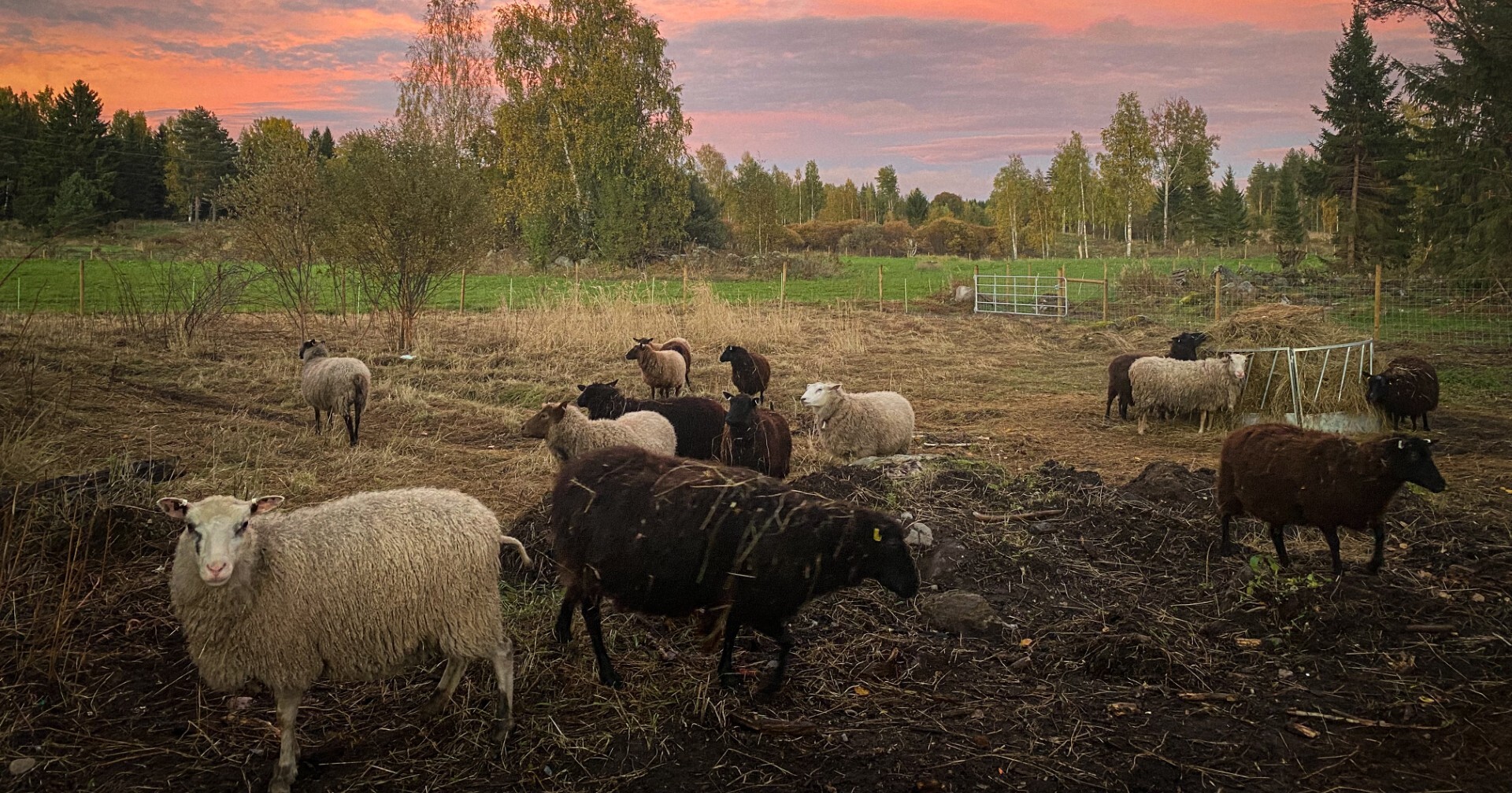 Lammasryhmä, enimmäkseen tummanruskeita ja muutama valkoinen, laiduntaa aidatulla laitumella auringonlaskun aikaan. Taustalla on syksyisiä puita ja vihreää ruohoa vaaleanpunaisen ja oranssin taivaan alla.