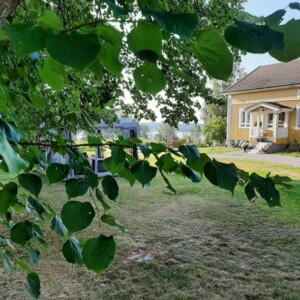 Vihreät lehdet etualalla peittävät osittain näkymän keltaiseen puutaloon, jossa on valkoinen reunus, pieni kuisti ja ruohoinen piha aurinkoisena päivänä.