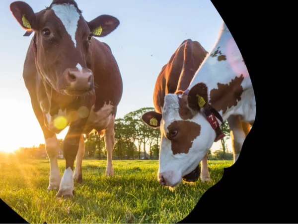 Täsmäkotieläintuotanto