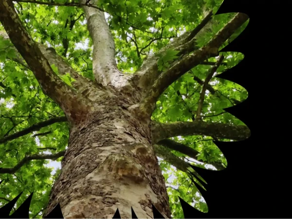 Tietoinen itsensä johtaminen