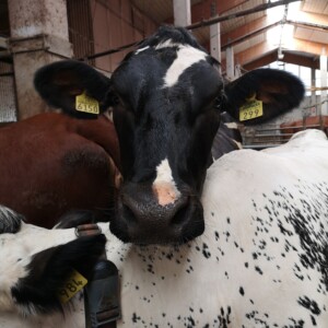 Mustavalkoinen lehmä, jolla on keltaiset korvamerkit, seisoo navetassa ja katsoo tarkasti kameraan. Taustalla näkyy muita lehmiä ja navetan sisätilat, joissa on metalliritilät ja korkea katto.