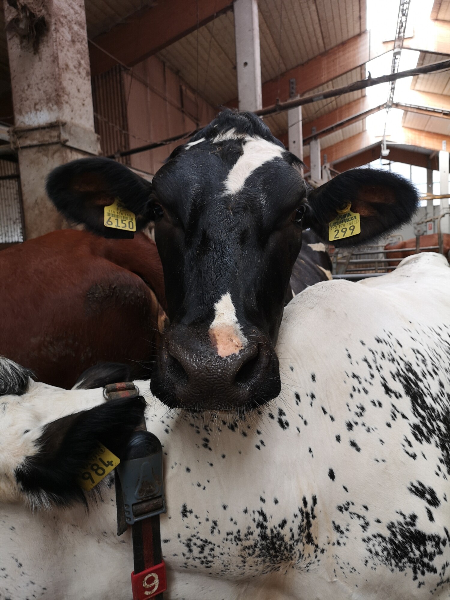 Mustavalkoinen lehmä, jolla on keltaiset korvamerkit, seisoo navetassa ja katsoo tarkasti kameraan. Taustalla näkyy muita lehmiä ja navetan sisätilat, joissa on metalliritilät ja korkea katto.