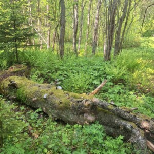 Sammaleen peittämä kaatunut puu makaa metsänpohjalla vihreiden saniaisten, villien kasvien ja hoikkien puiden ympäröimänä auringon valaisemassa metsäkuvassa.