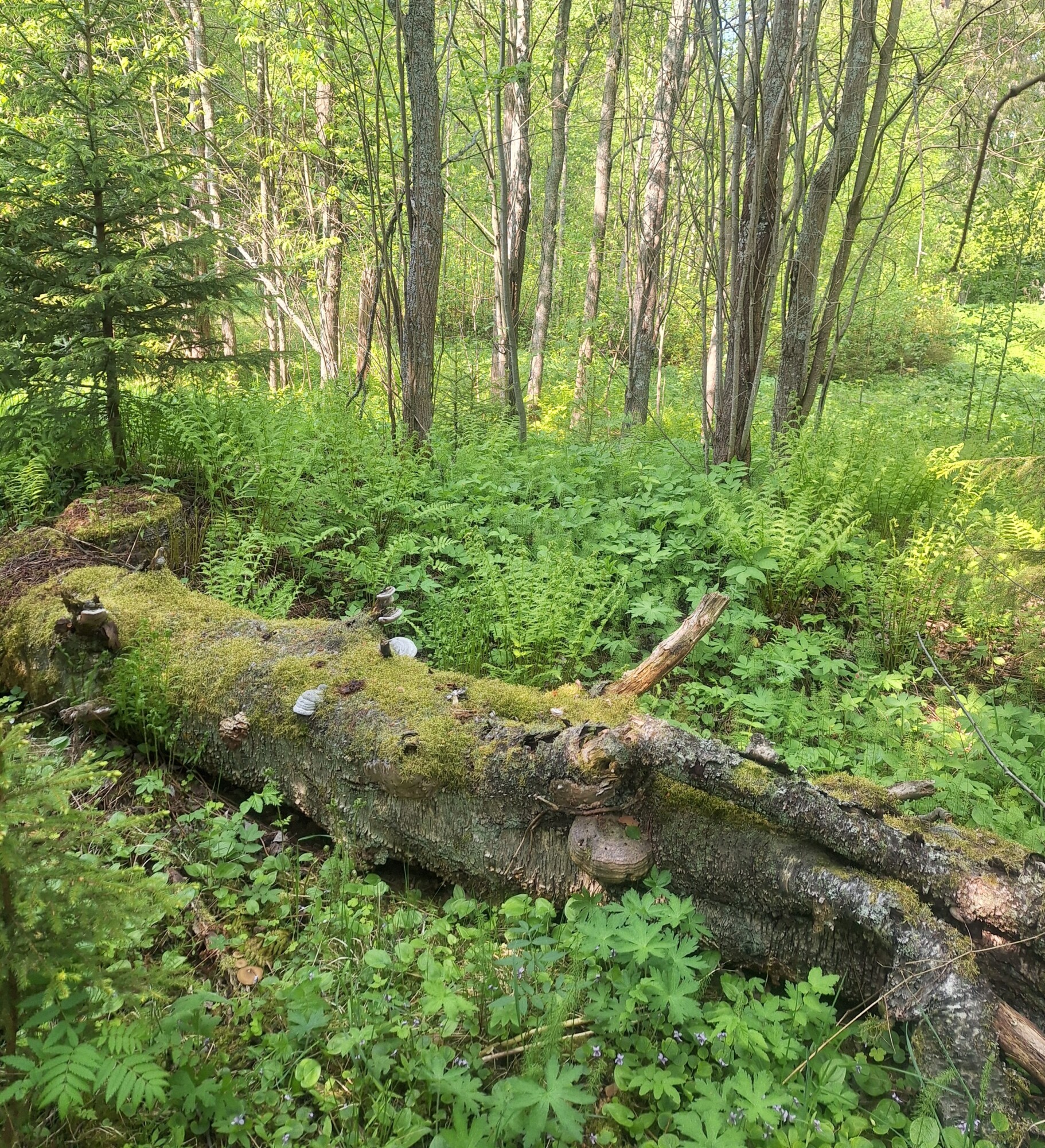 Sammaleen peittämä kaatunut puu makaa metsänpohjalla vihreiden saniaisten, villien kasvien ja hoikkien puiden ympäröimänä auringon valaisemassa metsäkuvassa.