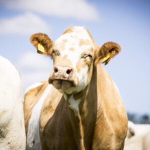 Vaaleanruskea ja valkoinen lehmä, jolla on keltaiset korvamerkit, seisoo aurinkoisella pellolla katsoen suoraan kameraan, ja sen ympärillä näkyy osittain muita lehmiä ja taustalla on sininen taivas.