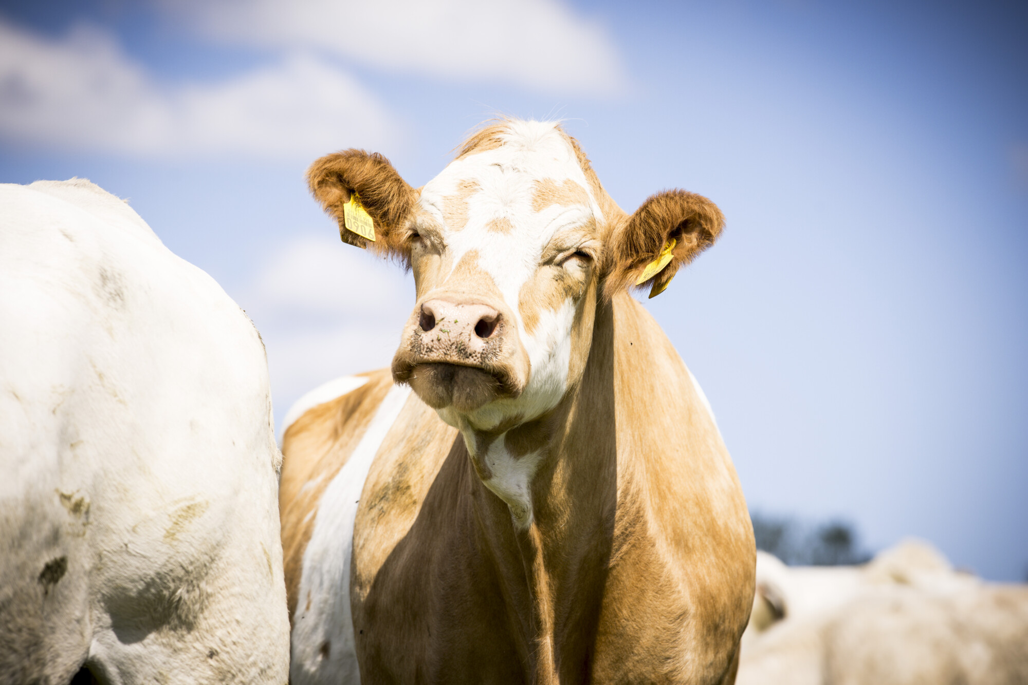 Vaaleanruskea ja valkoinen lehmä, jolla on keltaiset korvamerkit, seisoo aurinkoisella pellolla katsoen suoraan kameraan, ja sen ympärillä näkyy osittain muita lehmiä ja taustalla on sininen taivas.