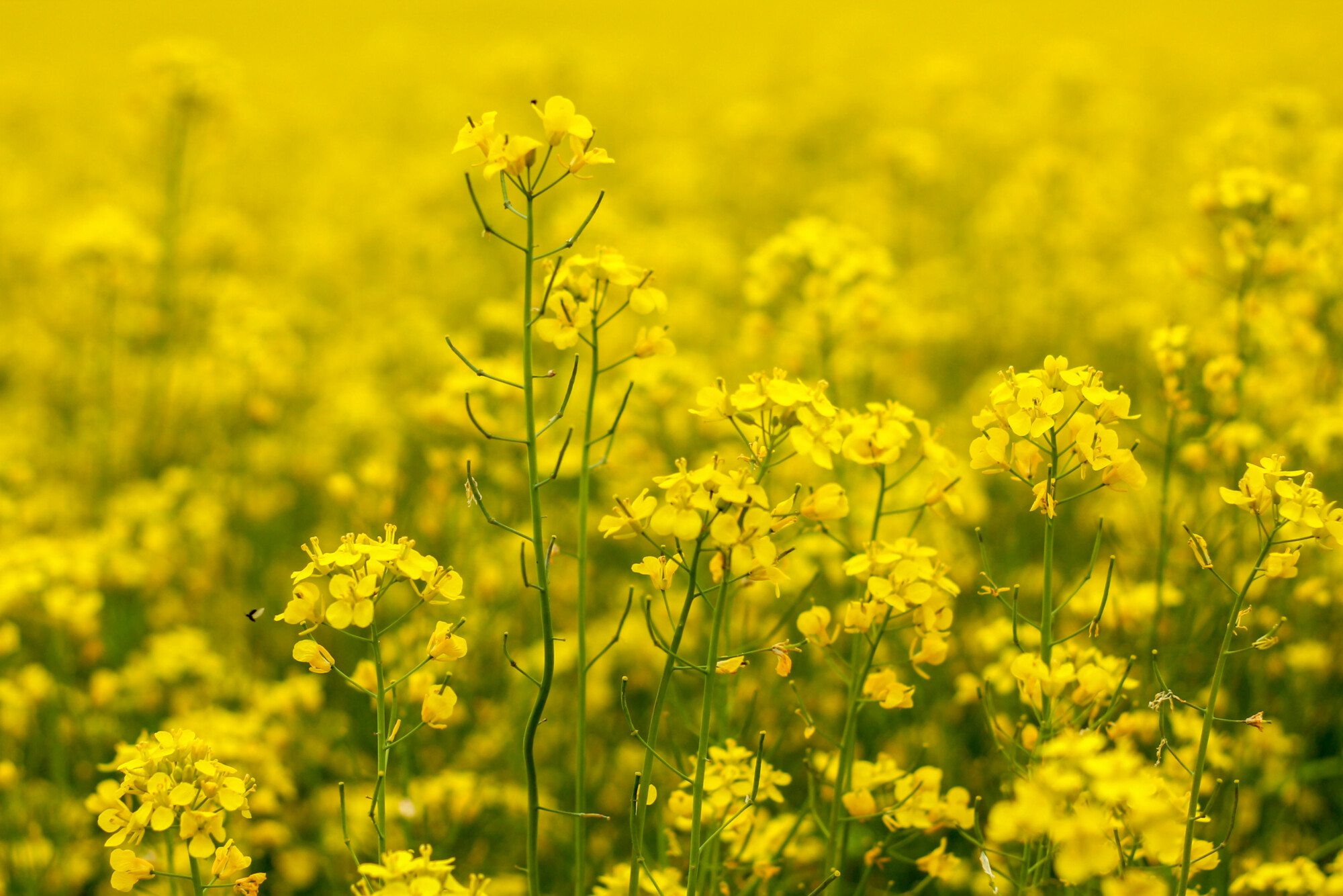 Lähikuva elinvoimaisen keltaisista rapsinkukista täydessä kukassa, korkeat varret ja kukkaryhmittymät auringon valaiseman rypsipellon sumeaa taustaa vasten.