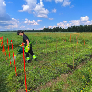 Mustaan paitaan ja neonkeltaisiin housuihin pukeutunut henkilö kastelee kasveja aidatulla, oransseilla paaluilla ympäröityllä nurmikentällä pellolla sinisen taivaan alla, jossa on hajapilviä. Taustalla on puita.