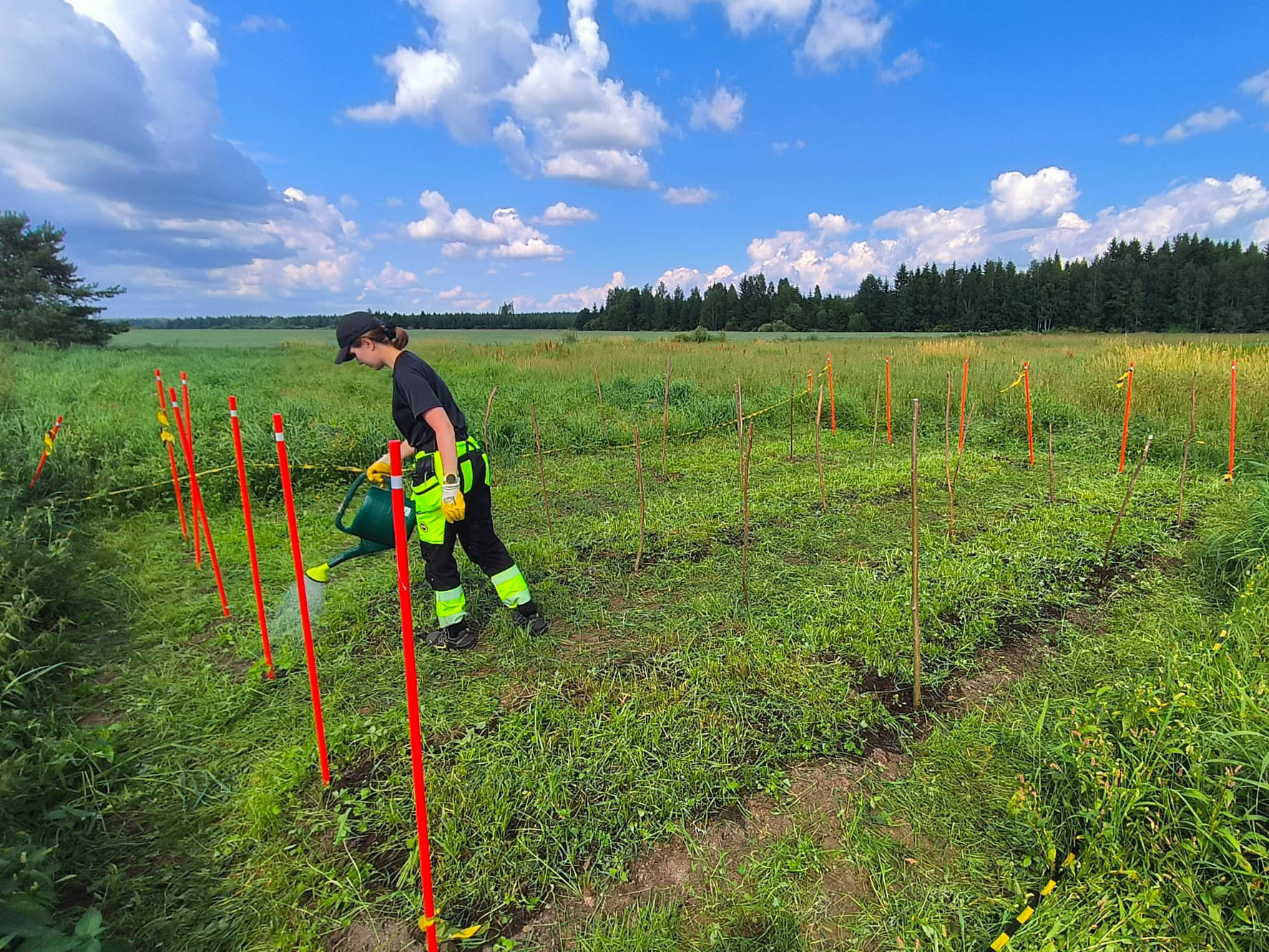 Mustaan paitaan ja neonkeltaisiin housuihin pukeutunut henkilö kastelee kasveja aidatulla, oransseilla paaluilla ympäröityllä nurmikentällä pellolla sinisen taivaan alla, jossa on hajapilviä. Taustalla on puita.