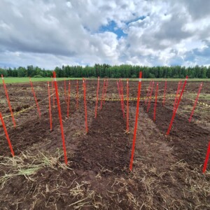 Pelto, jonka maaperään on merkitty punaisilla seipäillä ruudukkoja, joita ympäröi keltainen varoitusnauha, pilvisen taivaan alla, taustalla puiden raja.