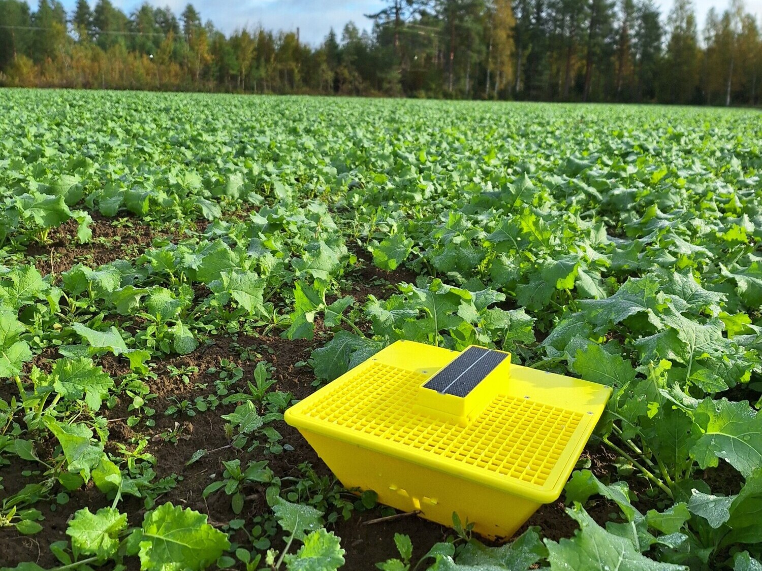 Keltainen hyönteisloukku, jossa on pieni aurinkopaneeli, istuu vihreiden kasvien keskellä suurella pellolla sinisen taivaan alla, ja taustalla on hajapilviä ja puita.