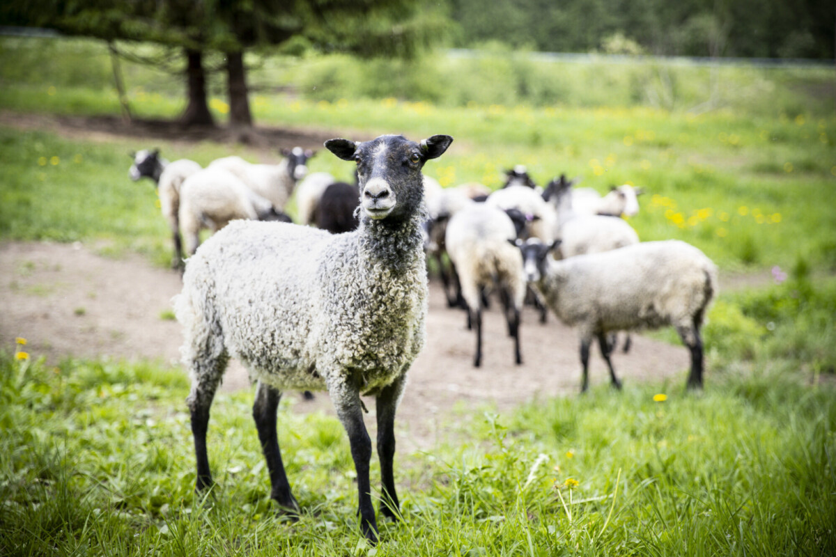 Harmaa lammas, jolla on mustat kasvot, seisoo etualalla vihreällä ruoholla, kun taas ryhmä lampaita laiduntaa epäselvässä taustalla lähellä puita aurinkoisena päivänä.