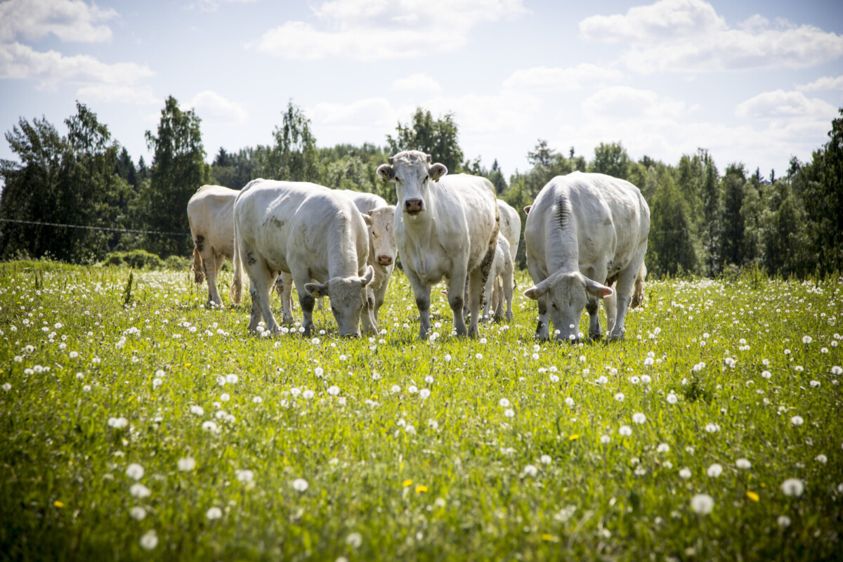 Joukko valkoisia lehmiä laiduntaa vihreällä pellolla, joka on täynnä valkoisia luonnonkukkia osittain pilvisen taivaan alla, ja taustalla näkyy puita.