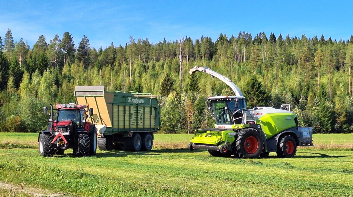 Vihreällä perävaunulla varustettu punainen traktori ja valkoinen rehunkorjuukone työskentelevät nurmipellolla lähellä metsää kirkkaansinisellä taivaalla. Korjuukone lastaa leikattua ruohoa perävaunuun.