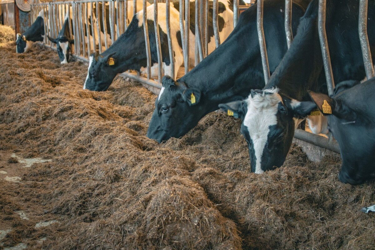 Useat mustavalkoiset lypsylehmät syövät heinää navetan metalliraudan takaa. Lehmillä on keltaiset korvamerkit, ja ne ovat rivissä vierekkäin.