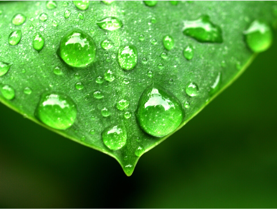 Lähikuva vihreästä lehdestä, jonka pinnalla on lukuisia vesipisaroita. Tausta on sumea, mikä korostaa lehtien rakennetta ja pyöreitä, kiiltäviä pisaroita.