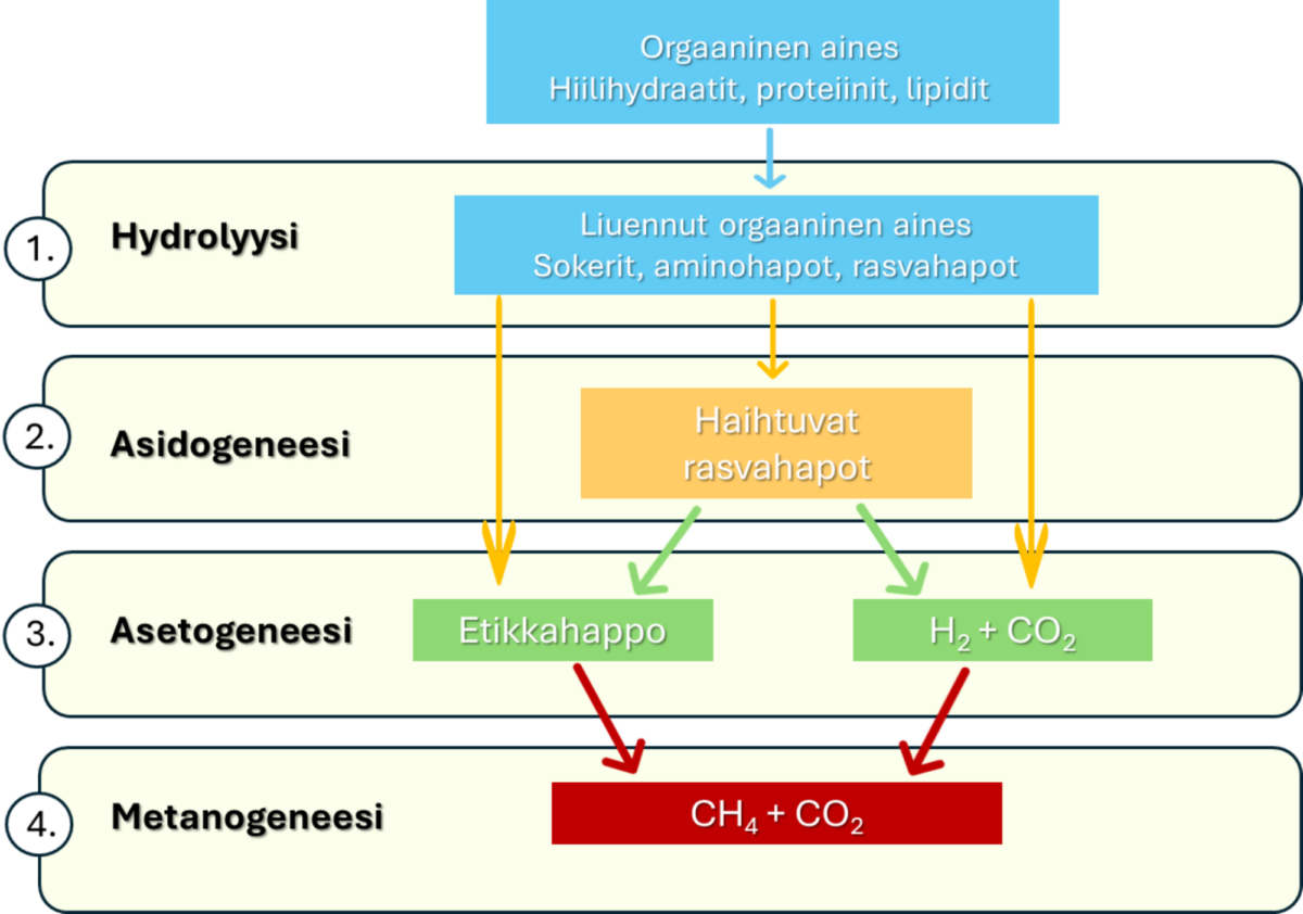 Suomenkielinen vuokaavio, joka kuvaa anaerobisen mädätyksen neljää vaihetta: hydrolyysi, asidogeneesi, asetogeneesi ja metanogeneesi. Värilliset nuolet osoittavat orgaanisen aineksen muuttumisen biokaasuksi (CH₄ + CO₂).
