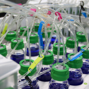 Useita vihreillä kansilla varustettuja lasipulloja on yhdistetty kirkkailla putkilla, jotka on kiinnitetty värikkäillä klipseillä, laboratorioympäristössä; pullot sisältävät sinistä nestettä.