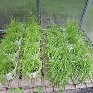 Useita valkoisia ruukkuja, jotka on täytetty tiheällä, pitkällä vihreällä ruoholla, on järjestetty riveihin puulavoille kasvihuoneen sisällä. Valo suodattuu kasvihuoneen läpikuultavien seinien läpi.