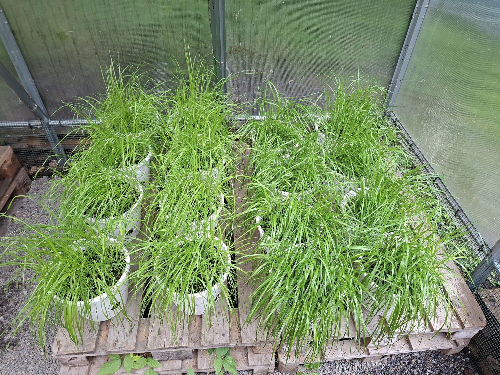 Useita valkoisia ruukkuja, jotka on täytetty tiheällä, pitkällä vihreällä ruoholla, on järjestetty riveihin puulavoille kasvihuoneen sisällä. Valo suodattuu kasvihuoneen läpikuultavien seinien läpi.