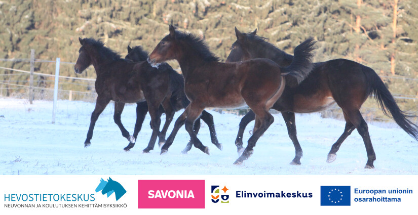 Neljä tummanruskeaa hevosta juoksee yhdessä lumisella ulkokentällä. Taustalla näkyy puita ja aita. Hevostietokeskuksen, Savonian, Elinvoimakeskuksen ja Euroopan unionin logot ovat kuvan alareunassa.