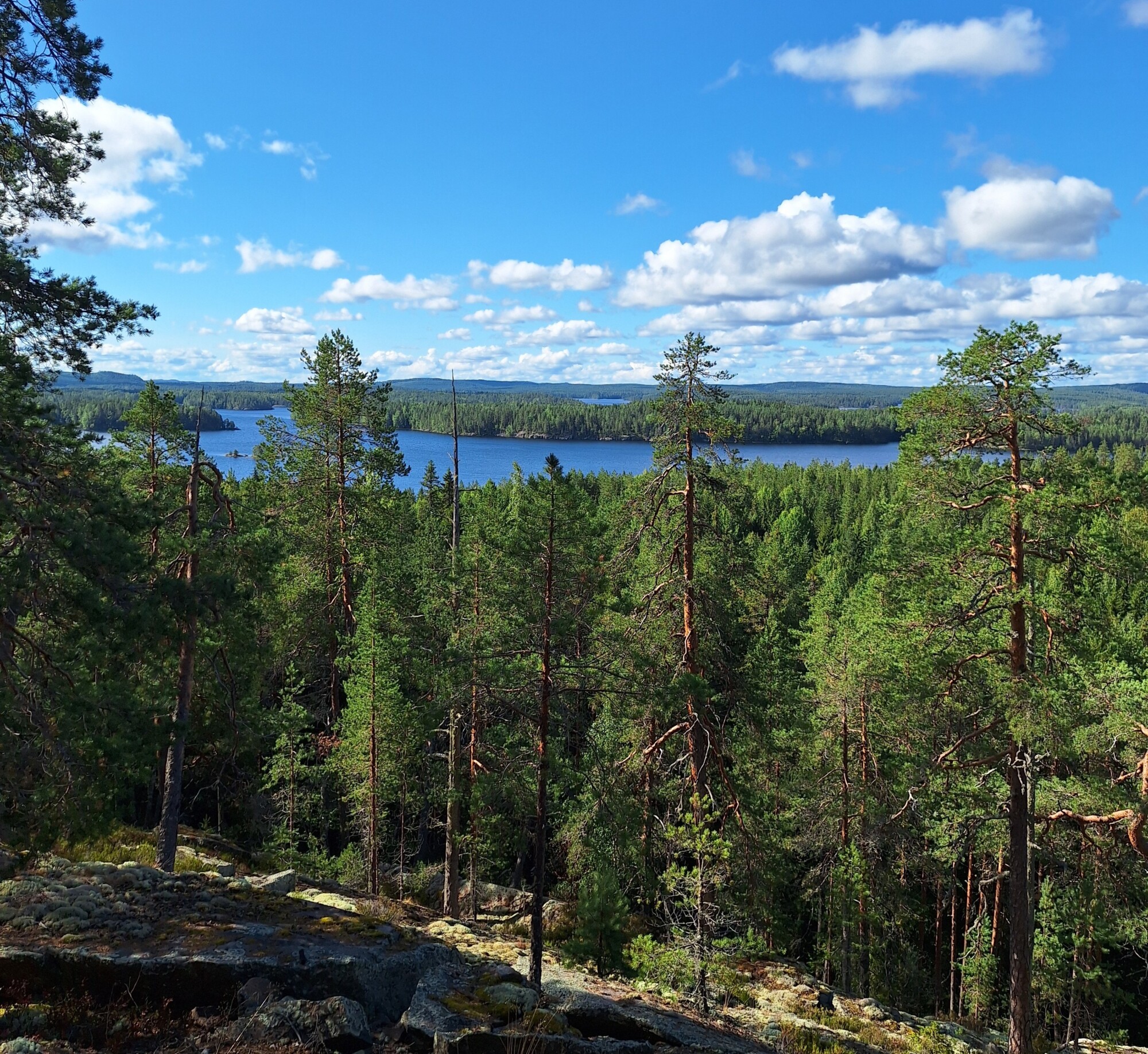 Maisemallinen näkymä tiheään vihreään metsään, jossa on korkeita mäntyjä, taustalla näkyvä järvi ja kirkkaan sininen taivas täynnä valkoisia hajapilviä.