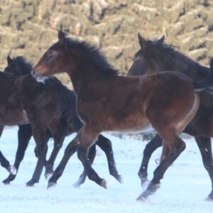 Kolme tummanruskeaa hevosta juoksee tarmokkaasti lumisella pellolla, jonka taustalla on vihreitä mäntyjä. Niiden maneesit ja hännät liehuvat niiden liikkuessa.