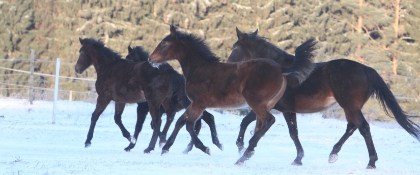 Kolme tummanruskeaa hevosta juoksee tarmokkaasti lumisella pellolla, jonka taustalla on vihreitä mäntyjä. Niiden maneesit ja hännät liehuvat niiden liikkuessa.
