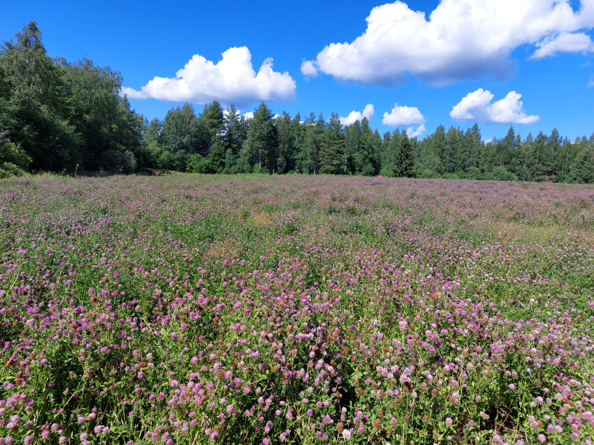 Laaja pelto täynnä kukkivia violetteja luonnonkukkia kirkkaansinisellä taivaalla, jolla on hajanaisia valkoisia pilviä ja jota reunustaa vihreiden puiden rivi taustalla.