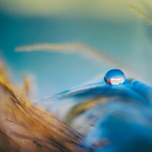 Lähikuva yhdestä vesipisarasta, joka lepää herkän höyhenen päällä, jota ympäröivät pehmeästi hämärtyneet siniset ja kultaiset höyhensuikaleet, jotka luovat unenomaisen, eteerisen tunnelman.