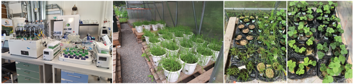 Kollaasi, jossa näkyy laboratorio, jossa on tieteellisiä laitteita, ämpäreitä vihreitä ruohon kaltaisia kasveja kasvihuoneessa ja hyllyillä olevissa mustissa muovipusseissa olevia nuoria lehtikasveja.