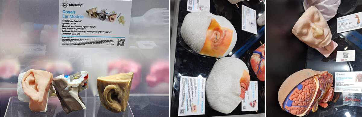 3D-tulostettuja anatomisia malleja, mukaan lukien yksityiskohtaiset ihmisen korvan ja sisäelinten mallit, näytetään eri kulmista lasipinnalla, jonka vieressä on informaatiokortteja.