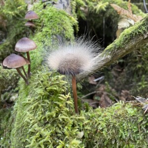 Metsässä sammaloituneilla tukeilla kasvaa ruskeiden sienien rypäs. Yhden sienen lakissa on pyöreä, pörröinen, valkoinen, hienoa hiusta tai hometta muistuttava kasvusto, joka erottuu vihreän sammaleen ja muiden sienten joukosta.