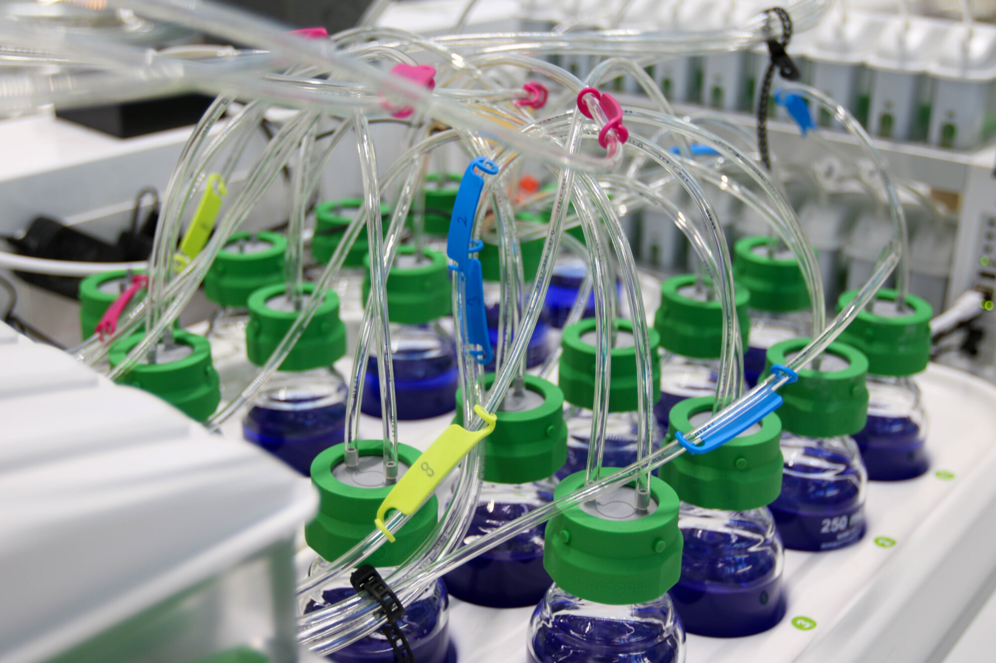Rivit vihreillä korkkeilla varustettuja laboratoriopulloja on yhdistetty kirkkailla letkuilla, jotka on kiinnitetty värikkäillä klipseillä ja joissa on sinistä nestettä tieteellisessä tai tutkimuslaboratoriossa.