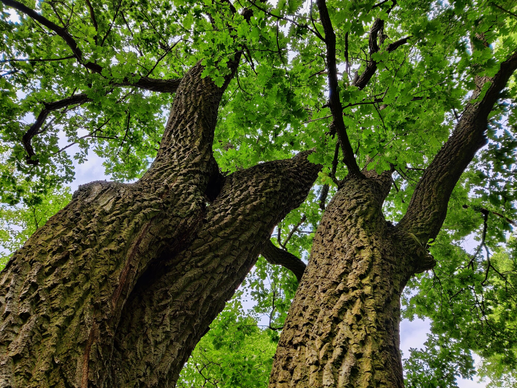 Katsoin ylös kahta suurta, karheakuorista puunrunkoa, jotka haarautuivat taivaalla elinvoimaisen vihreiden lehtien katokseksi.
