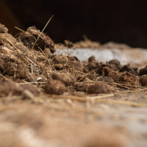 Lähikuva navetan lattialla olevasta olkien kanssa sekoitetusta kuivikelantakasasta, jonka oikealla puolella näkyy betonipylväs ja taustalla on epäselvä kuva.