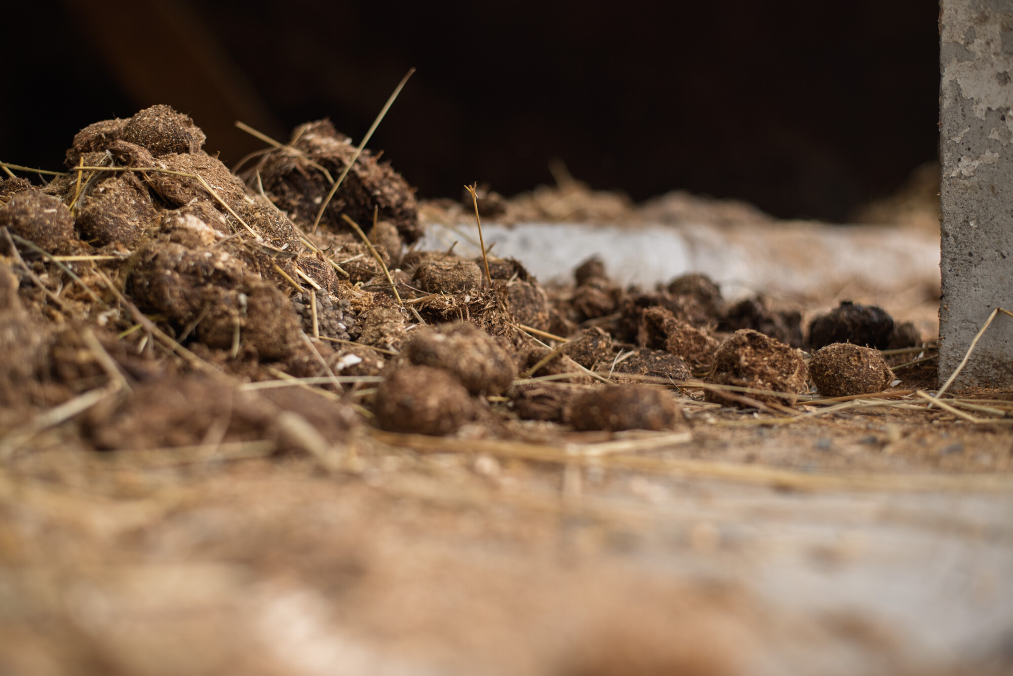 Lähikuva navetan lattialla olevasta olkien kanssa sekoitetusta kuivikelantakasasta, jonka oikealla puolella näkyy betonipylväs ja taustalla on epäselvä kuva.