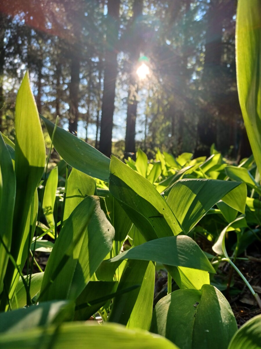 Lähikuva vihreistä lehdistä auringon valaisemassa metsässä, auringonvalo virtaa taustan korkeiden puiden läpi luoden rauhallisen ja eloisan luonnonmaiseman.