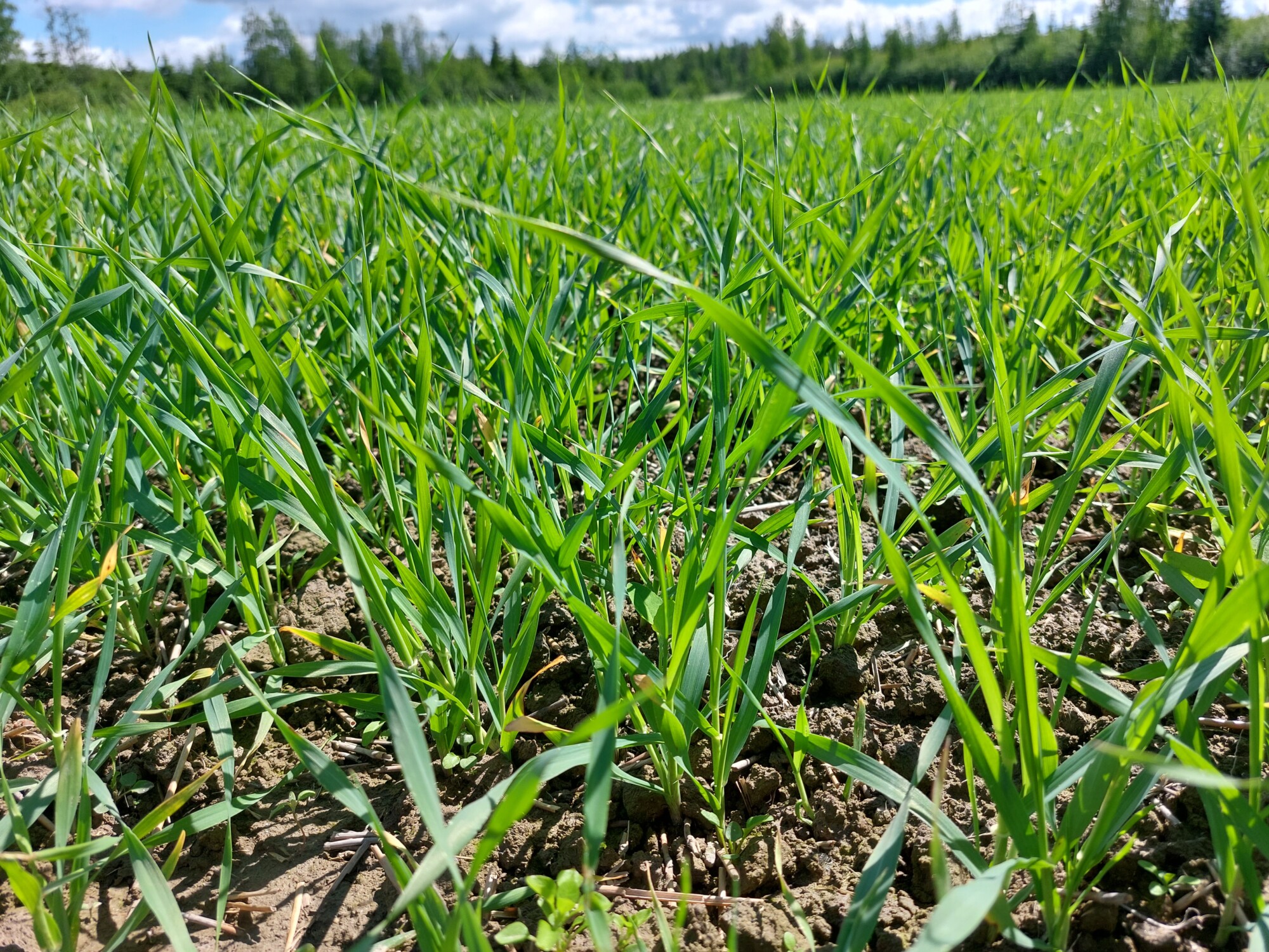 Lähikuva nuoresta vihreästä ruohosta, joka kasvaa pellolla aurinkoisella taivaalla; terien välissä näkyy multaa ja taustalla on puita.